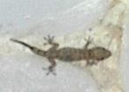 gekkobaby